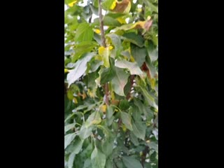 Video 20201010 160543 mp4