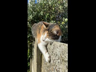 My girl being extra cute on the first sunny day we’ve had all week