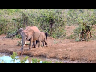 Helping injured mama get water