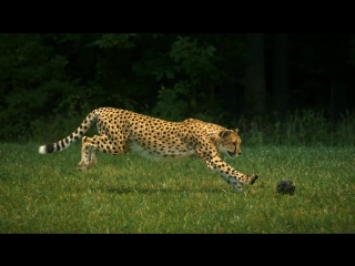 Cheetahs on the edge directors cut