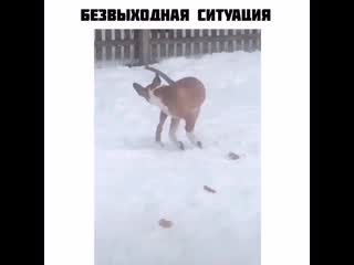 Безвыходная ситуация