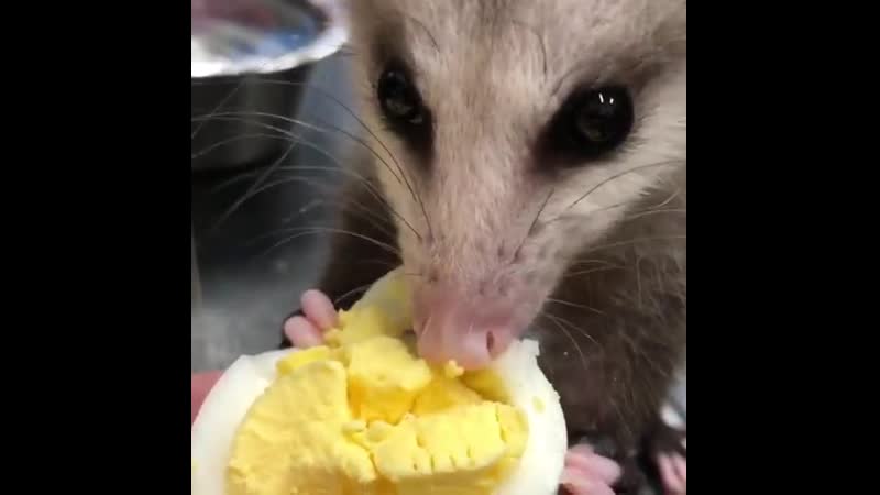 Кушает вареное яичко