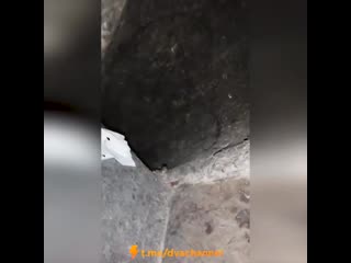Спрятался в мусоропроводе