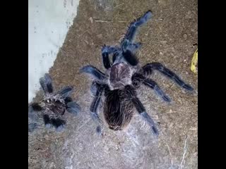 Tliltocatl(ex brachypelma)albopilosum