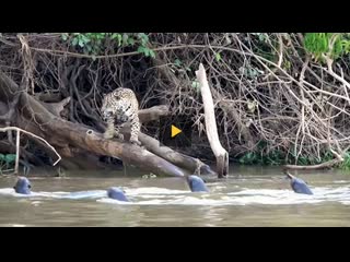 Two hungry jaguars are no match for this plucky otter