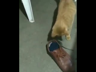 Играет с мышкой