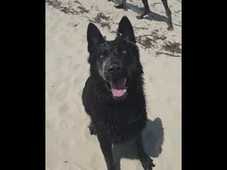 Ira initium insaniae est #296