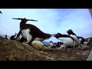 Bbc пингвины шпион в стае 1 я серия путешествие (penguins spy in the huddle) 2013