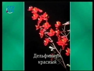 Цветы урок 3 7 самые красивые однолетники и многолетники