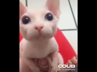 Cute sphynx kitten