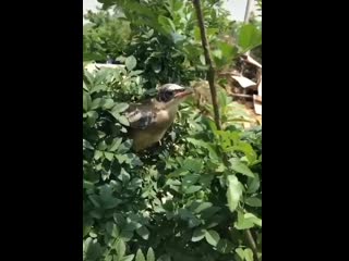 Good samaritan gives bird a drink