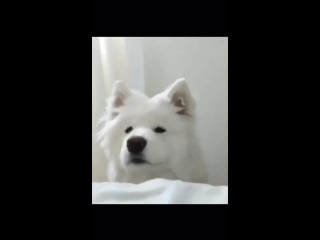 A heckin good boi morning