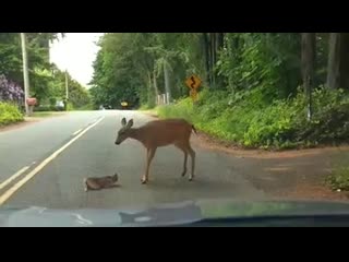 Momma deer rescues her scared baby off the road