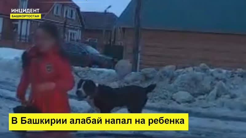 Алабай напал на девочку