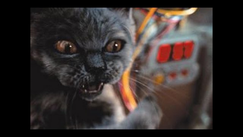 Кошка умывается в раковине
