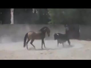 Horse that is used for the rejoneo (bullfight on horseback)