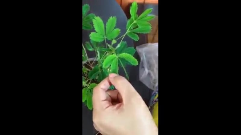 Убегающее растение чудо природы