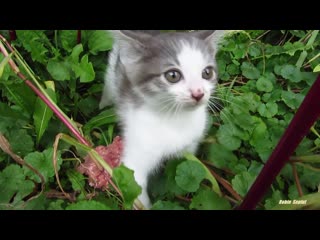 Kitten hissing at me because the first time he saw a man