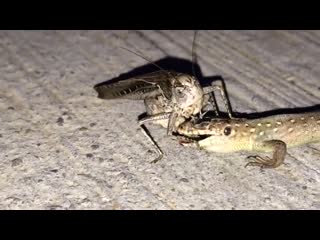 Katydid munching on a lizard's face