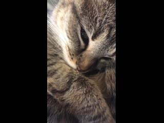 I take videos of my cat purring to play for her when she’s stressed listening to the purring calms her down pretty fast, it wor