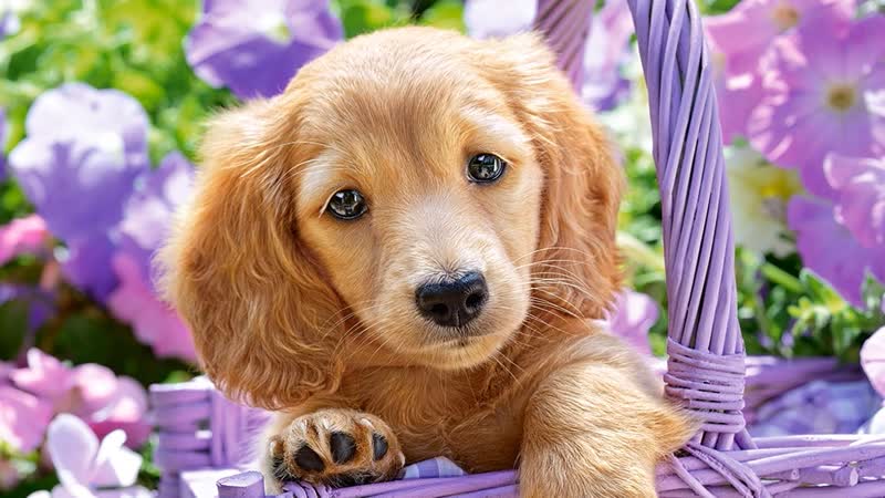 Молодые спасает своих щенят