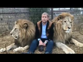 Нерешительные львы выслушивают последнее пожелание идиота