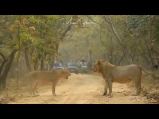 Look at that powerful female, but that tight slaps on the face is asiatic lions at gir