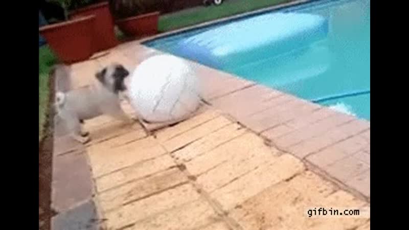 Puppy porn video – Pug puppy has a mishap while playing with ball