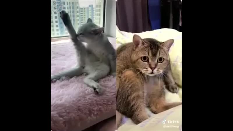 Эротика для котика