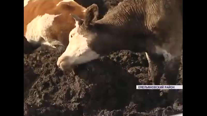 Под красноярском сотни коров мучаются в грязи и ужасных условиях