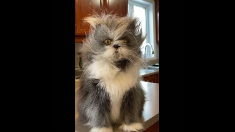 Домовенок кузя)