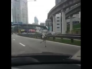 Ostrich run on federal highway malaysia