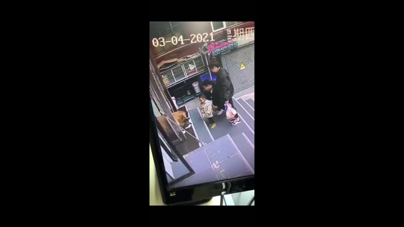 Owner asks dog to bring cat playing with porn back