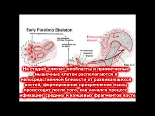 О развитие эмбриона упомянутом в коране профессор кейт