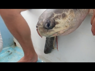 Sea turtle with straw up its nostril no to plastic straws