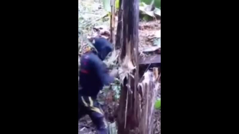 На лесоповал