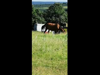 Jura vafin 20200622 0001 mp4