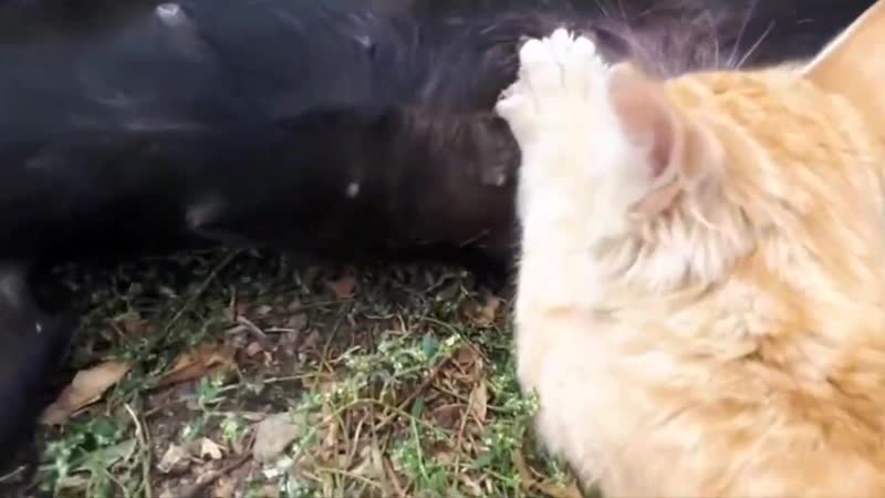 Чёт сдаётся мне, он не сиську сосёт🤣