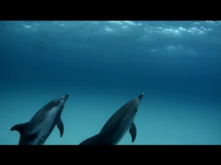 Amure dolphins