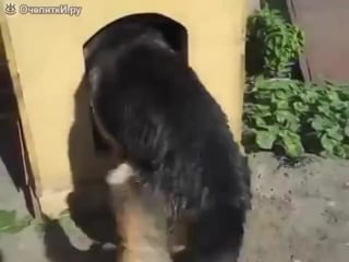 Никак не вытащит палку из будки