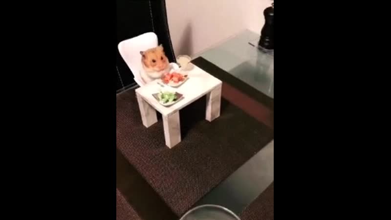 Коврики для мышек, тапочки для тараканов теперь вот рестораны для хомяков