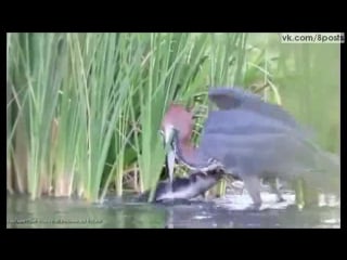 Цапля заглатывает огромного сома целиком / hungry heron swallows a catfish whole after multiple attempts