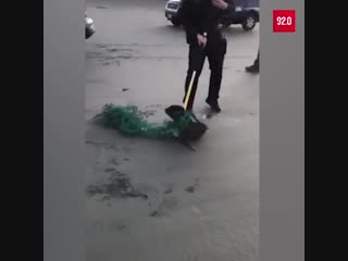 Полицейские спасли морского котика