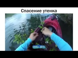 Утенок зацепился о заброшенную леску