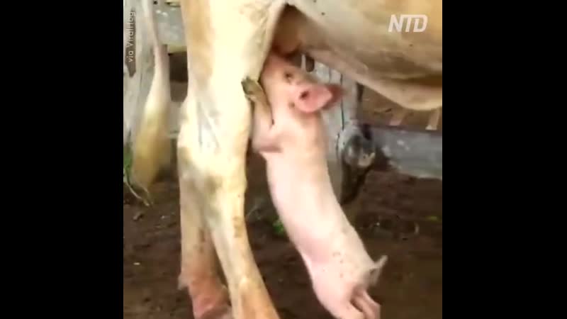 Поросенок пьет молоко у коровы