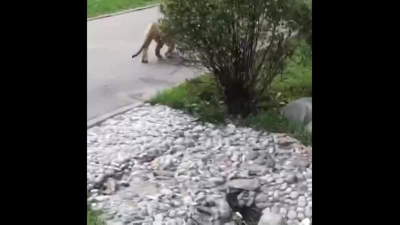 В парке имени ларисы лазутиной в подмосковном городе одинцово
    заметили мини царя зверей