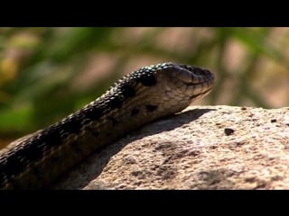 Bbc разум человека(серия 2) индивидуальность