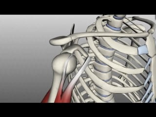 11 scapula and clavicle shoulder girdle anatomy tutorial