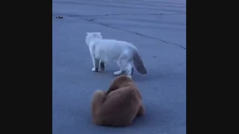 Скрытность 99 лвл