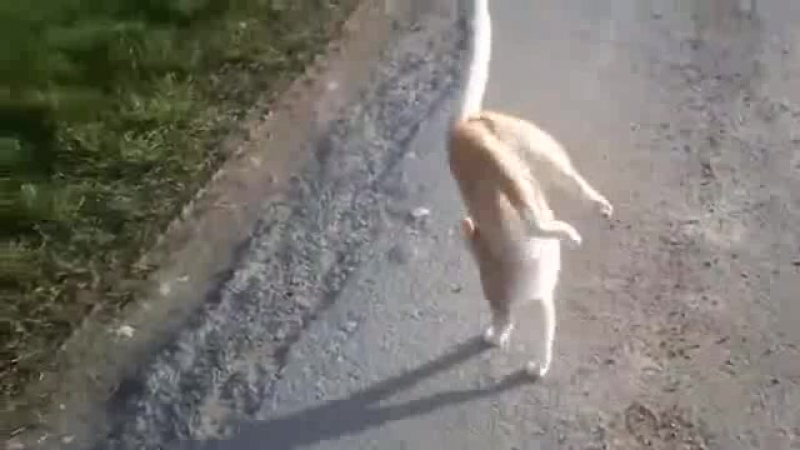 Мастер психологических атак кот матроскин показал бичее как нада проходить мимио мусоров со спайсухой в кармане #webm